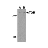 ProSci 3485 TOR Antibody