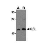 ProSci 3495 GBL Antibody