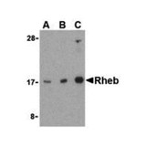ProSci 3501 Rheb Antibody
