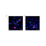 ProSci 3525 SARS-CoV-2 (COVID-19) Spike Antibody