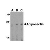 ProSci 3551 Adiponectin Antibody