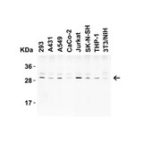 ProSci 3565 CTRP3 Antibody
