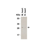ProSci 3565 CTRP3 Antibody