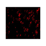 ProSci 3567 CTRP4 Antibody