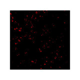 ProSci 3579 CTRP7 Antibody