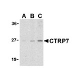 ProSci 3581 CTRP7 Antibody