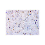 ProSci 3581 CTRP7 Antibody