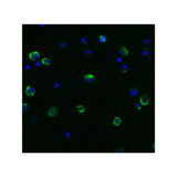 ProSci 3613 Beclin-1 Antibody
