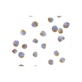 ProSci 3617 APG7 Antibody