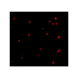 ProSci 3617 APG7 Antibody
