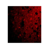 ProSci 3625 CRMP1 Antibody