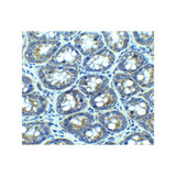 ProSci 3629 LAMP-1 Antibody