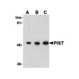 ProSci 3631 PIST Antibody
