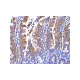 ProSci 3631 PIST Antibody