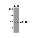 ProSci 3641 TLR1 Antibody
