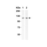 ProSci 3655 IRE1p Antibody