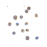 ProSci 3657 IRE1p Antibody