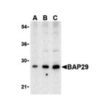 ProSci 3667 BAP29 Antibody