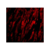 ProSci 3667 BAP29 Antibody