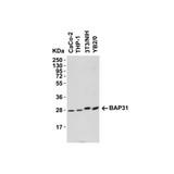 ProSci 3675 BAP31 Antibody