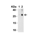 ProSci 3749 IL-32 Antibody