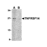 ProSci 3773 TNFRSF14 Antibody