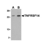 ProSci 3775 TNFRSF14 Antibody