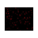 ProSci 3779 beta-Actin Antibody