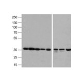 ProSci 3781 GAPDH Antibody