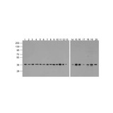 ProSci 3781-biotin GAPDH Antibody
