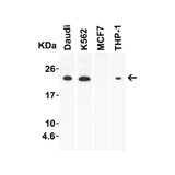 ProSci 3793 IL-23 Antibody