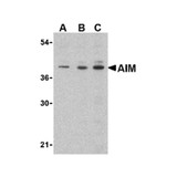 ProSci 3805 AIM Antibody