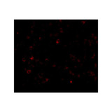 ProSci 3807 AIM Antibody
