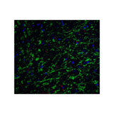 ProSci 3856 Clusterin Antibody