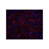 ProSci 3856 Clusterin Antibody