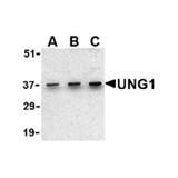 ProSci 3863 UNG1 Antibody