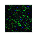 ProSci 3869 BAG-1 Antibody