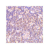ProSci 3871 BAG-1 Antibody