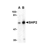ProSci 3903 SHP2 Antibody