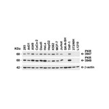 ProSci 3947 PKR Antibody