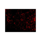 ProSci 3947 PKR Antibody