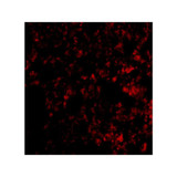 ProSci 3989 Blimp-1 Antibody