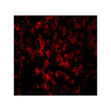 ProSci 4033 DRAM Antibody