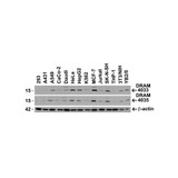 ProSci 4035 DRAM Antibody