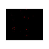ProSci 4039 MDA5 Antibody