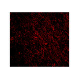 ProSci 4043 SCO1 Antibody