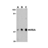 ProSci 4053 VISA Antibody
