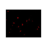 ProSci 4073 KAI1 Antibody