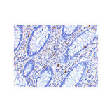 ProSci 4073 KAI1 Antibody
