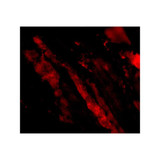 ProSci 4077 MAPKAP1 Antibody